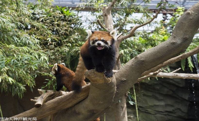 Fotos del hotel Kanponoyado Arima:  24