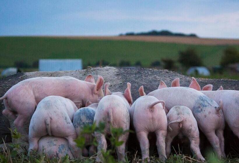 Fotos del hotel Helen Browning's Royal Oak:  23