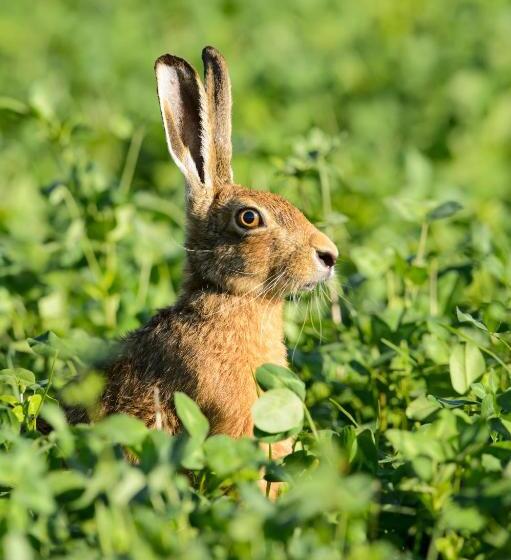 Fotos del hotel Helen Browning's Royal Oak:  7