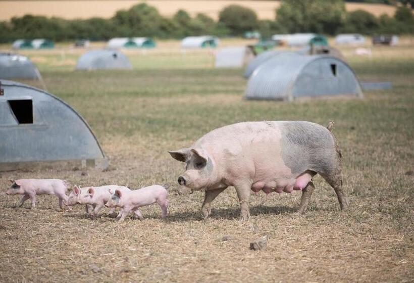 Fotos del hotel Helen Browning's Royal Oak:  4