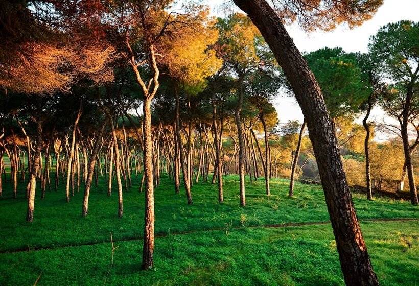 اتاق استاندارد سه نفره, Oromana