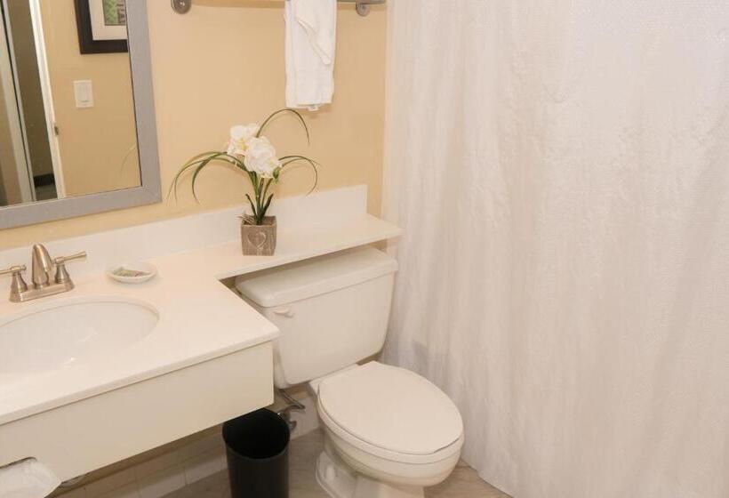 استودیوی استاندارد, Palm Tree Club Miami