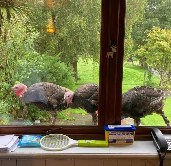 سوییت جونیور با چشم‌انداز دریا, Highland Croft B&b