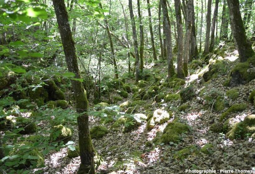 اتاق خانوادگی, Entre Lacs Et Volcans