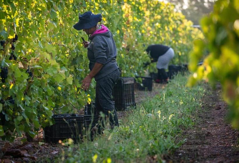 اتاق استاندارد با چشم‌انداز کوهستان, Belfield Wines And Farm Cottages