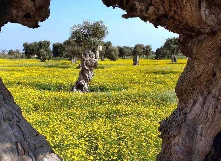 اتاق استاندارد, La Rosa Di Rebecca