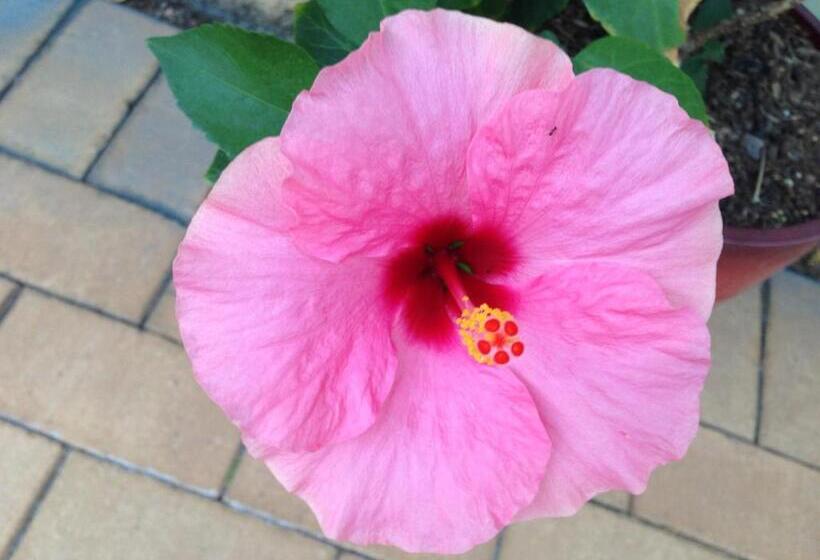 آپارتمان 1 خوابه با چشم‌انداز دریا, Executive Properties In North Ward Townsville And On Magnetic Island