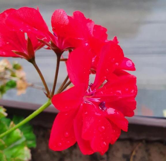 اتاق استاندارد با بالکن, Guest House Gurkov