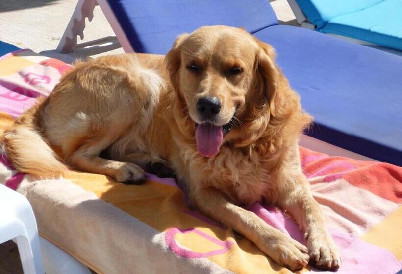 آپارتمان 1 خوابه, Merve Apartments, Your Home From Home In Central Bodrum, Street Cats Frequent The Property, Not All