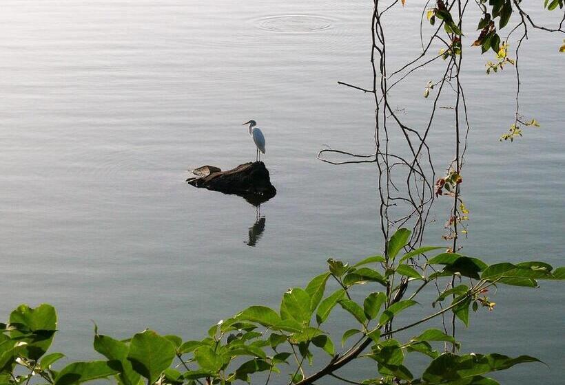 اتاق خانوادگی, Zopango Orchids Island