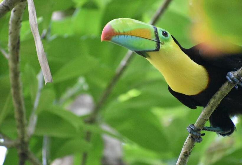 اتاق خانوادگی, Casa Thirema Tortuguero