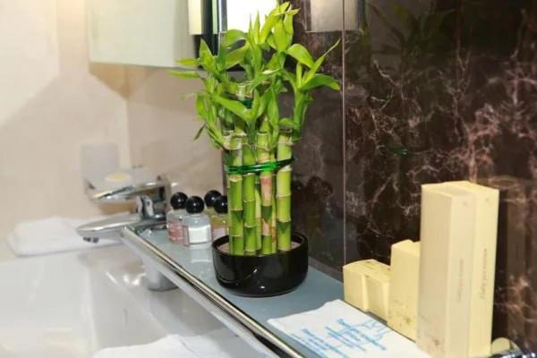 استودیو استاندارد با تراس, Stella Residence Club