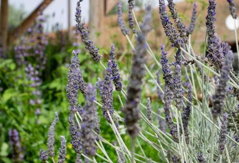 اتاق استاندارد با تخت بزرگ, Finca Las Hierbas B&b