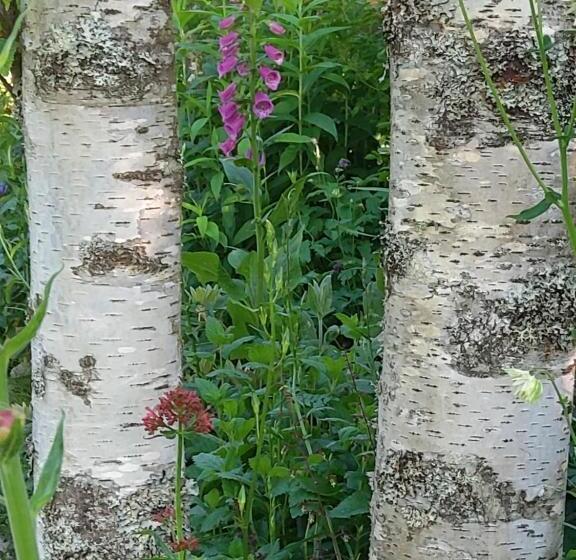 سوییت, La Combe Fleurie