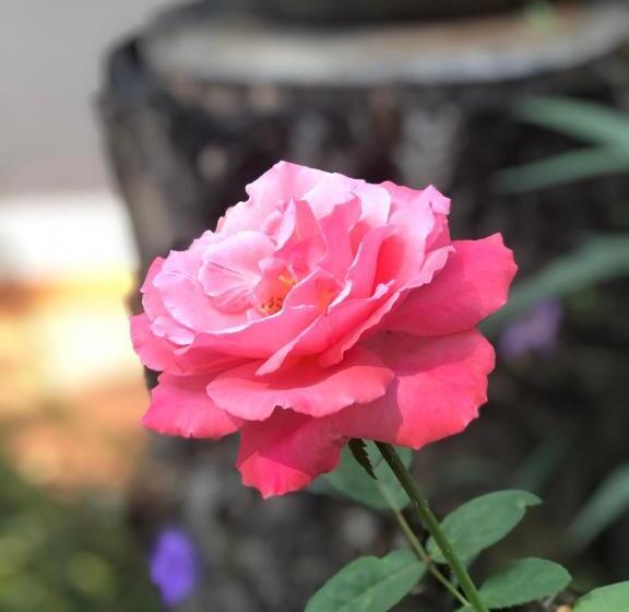 اتاق عادی یک تخته, Ruen Thai Ban Rim Nam