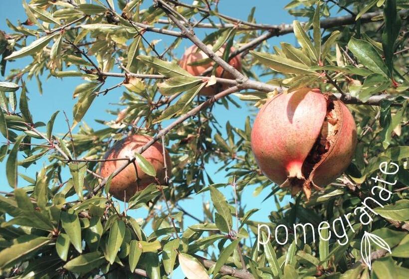 اتاق استاندارد, La Quercia
