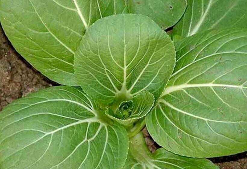 آپارتمان 1 خوابه با چشم‌انداز باغ, Quinta Dos Sabores Farm Houses