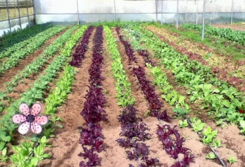آپارتمان 1 خوابه با چشم‌انداز باغ, Quinta Dos Sabores Farm Houses