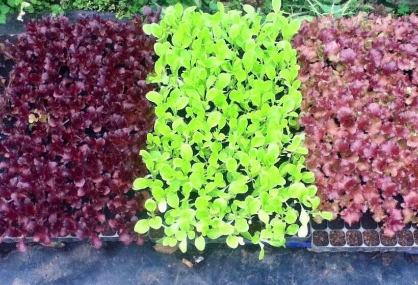 آپارتمان 1 خوابه با چشم‌انداز باغ, Quinta Dos Sabores Farm Houses