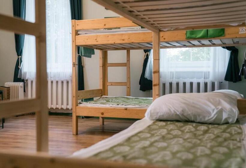 تختخواب در اتاق مشترک, Downtown Forest Hostel & Camping
