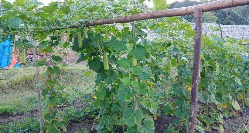استودیو استاندارد با چشم‌انداز, Smyleinn Farm