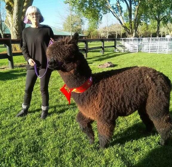 اتاق استاندارد برای معلولان, Waihi Gold Alpacas 1 Or 2 People