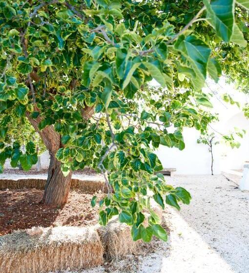 سوئیت جونیور با چشم‌انداز باغ, Masseria San Martino