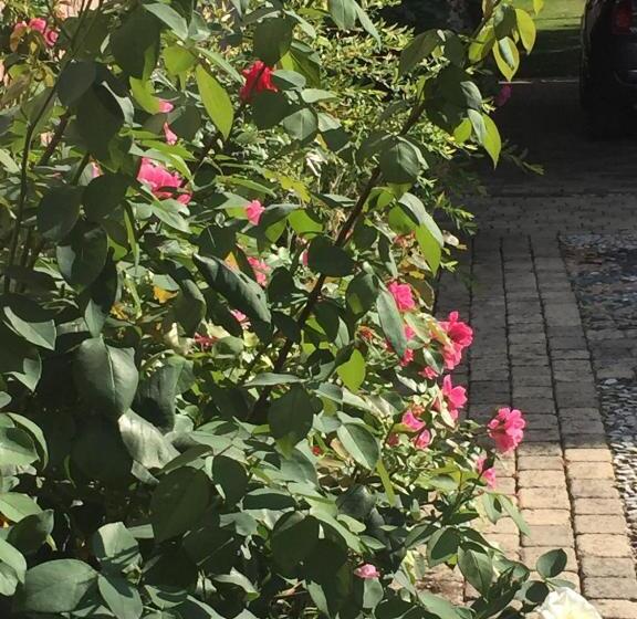 اتاق استاندارد با چشم‌انداز باغ, Rose Garden Mezzanine