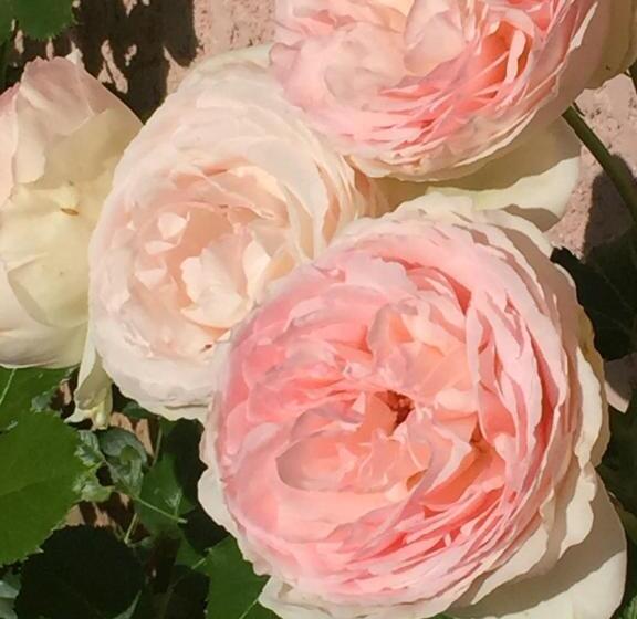 اتاق استاندارد با چشم‌انداز باغ, Rose Garden Mezzanine