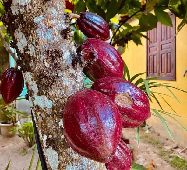 اتاق استاندارد چهارنفره با بالکن, Caraiva Recanto Pousada De Ferias