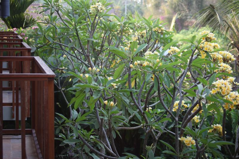 اتاق استاندارد با چشم‌انداز باغ, Ubud Wana Resort