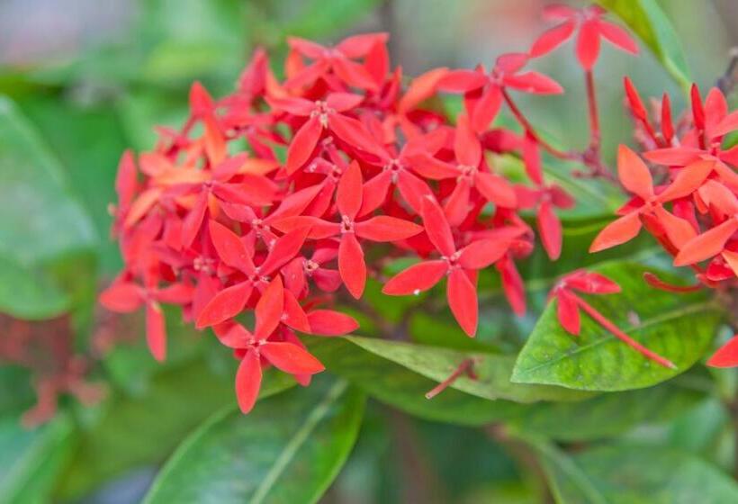 استودیو استاندارد با تخت کینگ, Kona Hawaii Guest House A Unique Hawaii Experience