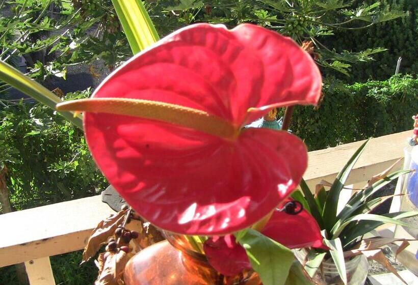 استودیوی سوپریور, Kona Hawaii Guest House A Unique Hawaii Experience