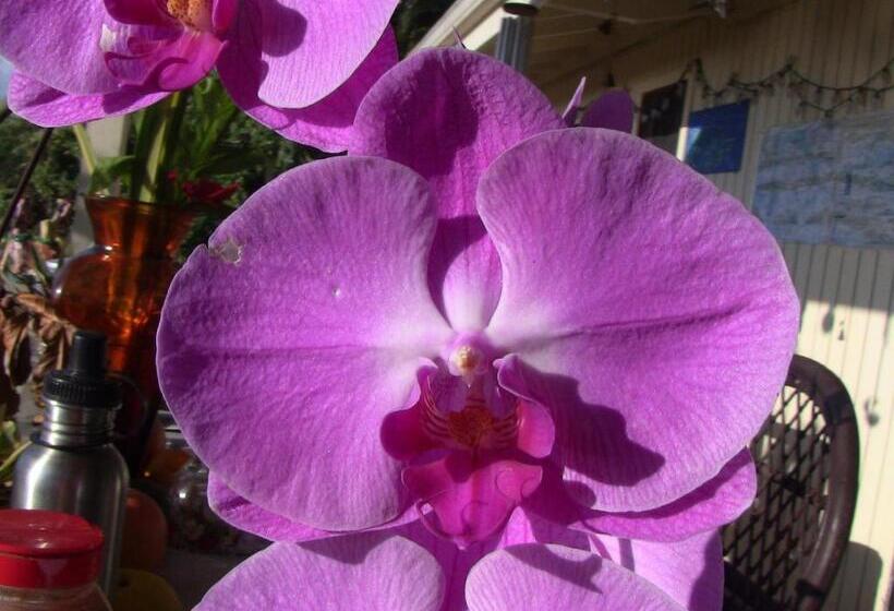 استودیوی سوپریور, Kona Hawaii Guest House A Unique Hawaii Experience