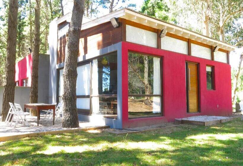 דירת חדר, Olivo De Bohemia