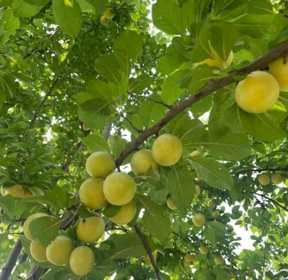 خانه 1 خوابه, Malamù Bnb Eventi