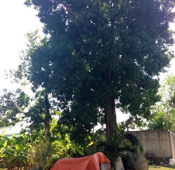 Standard Tent, Yaxche Centro Hostal Y Camping