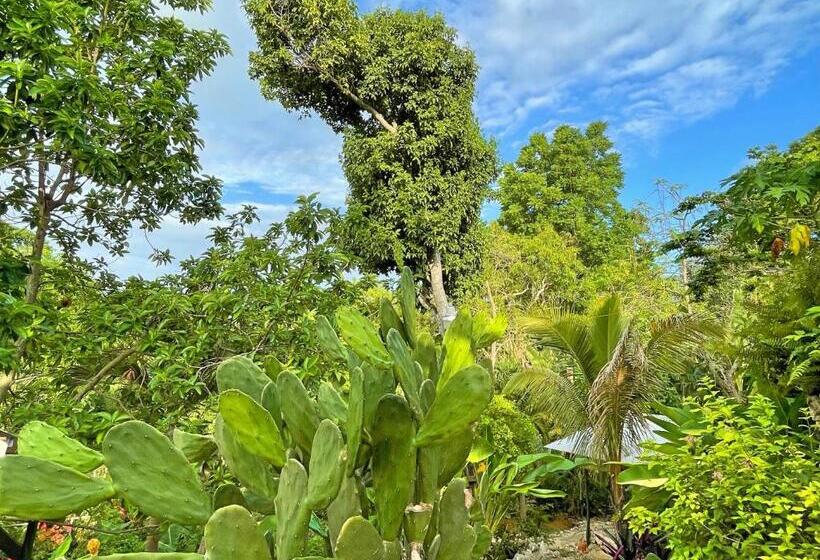 اتاق اکونومی, Judy House Cottages And Rooms
