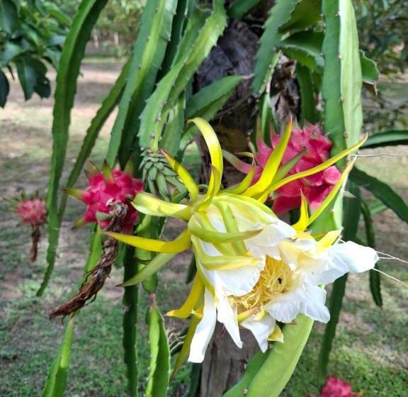 اتاق لوکس با چشم‌انداز باغ, Bang Po Garden