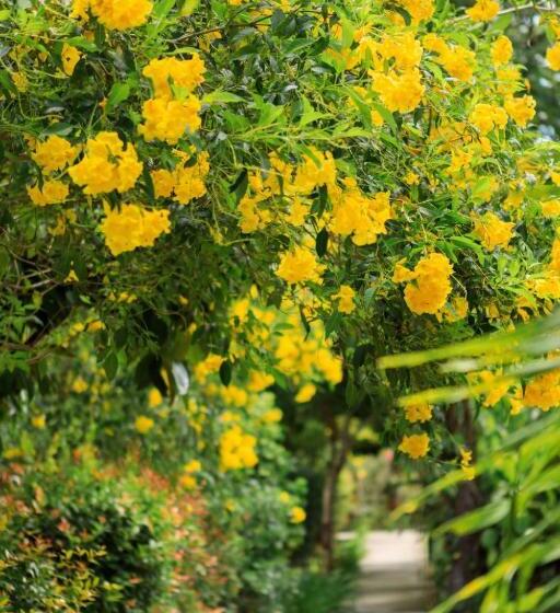 اتاق لوکس با چشم‌انداز باغ, Bang Po Garden