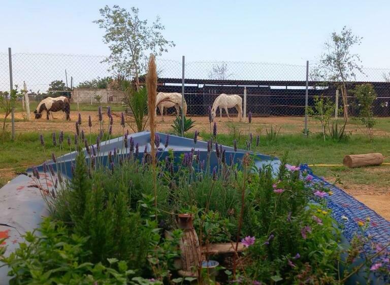 اتاق لوکس, Finca Caballito De Mar