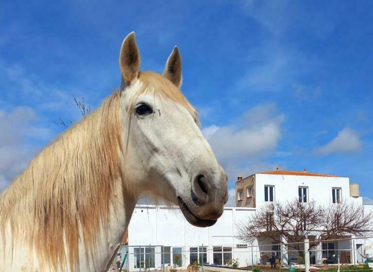 اتاق لوکس, Finca Caballito De Mar