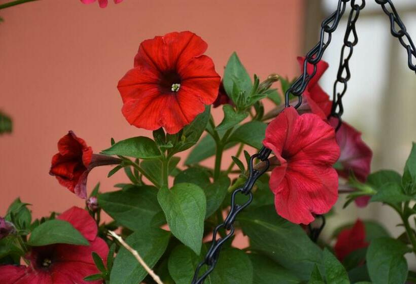 اتاق استاندارد, Cabinas Eddy B&b