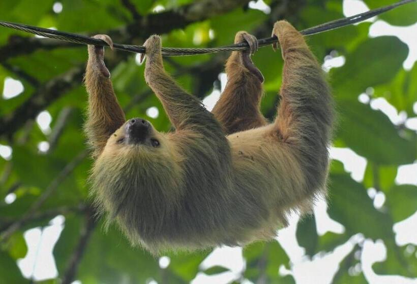 اتاق خانوادگی, Veragua Rainforest