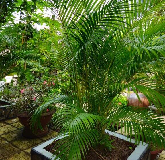 اتاق خانوادگی, Homestay Bến Tre