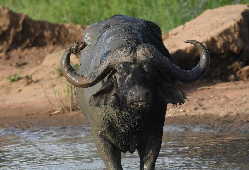 اتاق خانوادگی, Tamanini Timbavati Lodge