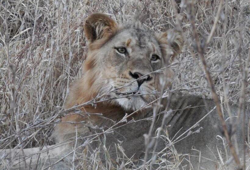 اتاق خانوادگی, Tamanini Timbavati Lodge