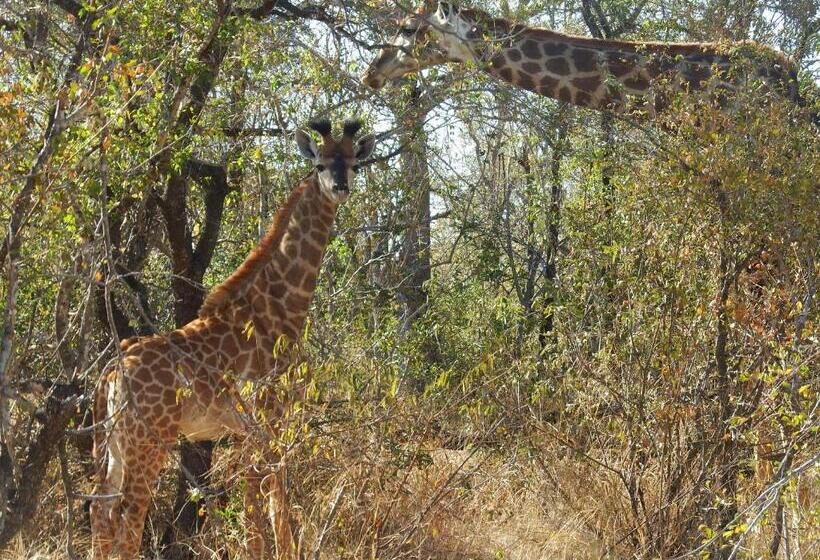 اتاق خانوادگی, Tamanini Timbavati Lodge