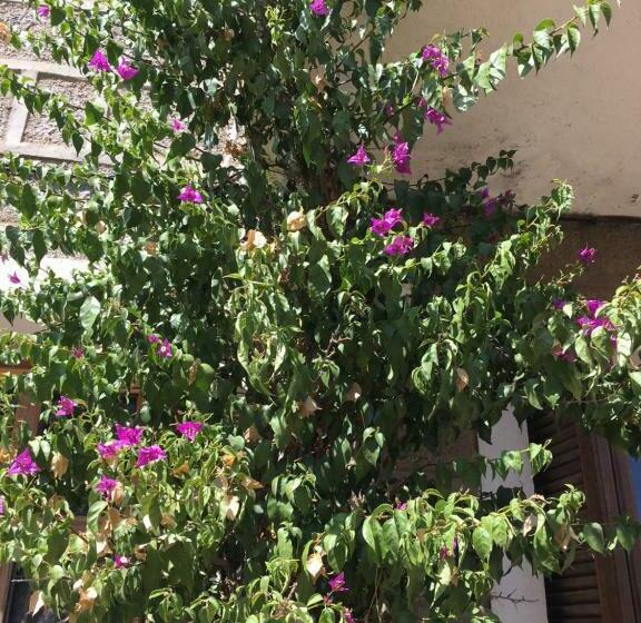 اتاق استاندارد, Caseddu Di Chjarastella
