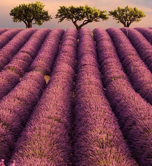 اتاق استاندارد, Les Terrasses De Valensole